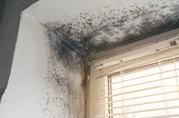Affordable Bathroom Mold Removal solutions in Rawlings, MD